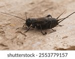 Detailed closeup on the mediterranean dark black Southern Field cricket, Gryllus bimaculatus sitting on wood