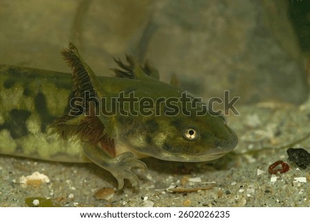 Detailed closeup on a nearly metamorphosed Barred tiger salamander larvae, Ambystoma mavortium