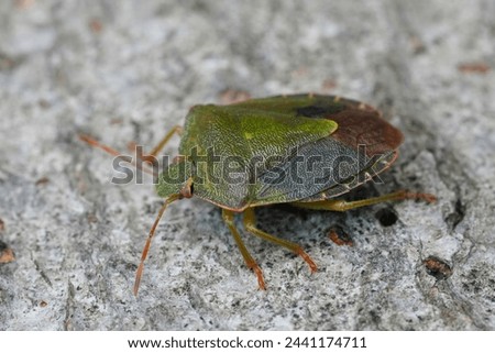 Detailed closeup on an overwintering Green shieldbug, Palomena prasina sitting on wood