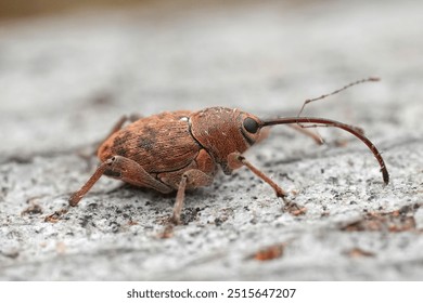 Detailed closeup on a small European carpophagus weevil beetle, Curculio glandium sitting on wood - Powered by Shutterstock