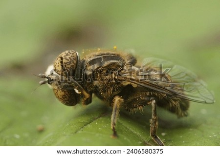 Detailed closeup on the small spotty-eyed dronefly, Eristalinus sepulchralis cleaning it's head, sitting on a green leaf