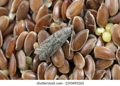 Cierre detallado de la pequeña polilla de Tabaco, Ephestia elutella - una plaga de comida común. Forma de color con alas grises. Moth sobre semillas de lino.