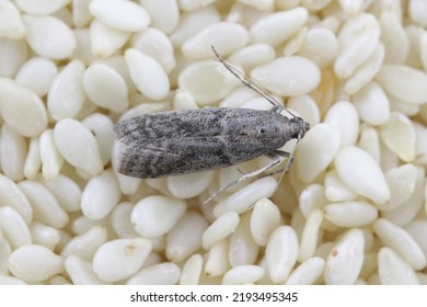Detailed closeup on the small Tobacco Moth, Ephestia elutella - a common food pest. Color form with grey wings. Moth on sesame seeds. - Shutterstock ID 2193495345