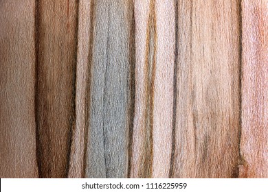 Detailed Close-up On A Textured Background Of Striped Dark And Light Spalted Ambrosia Maple Wood 