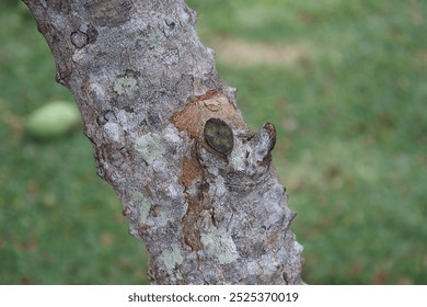 Detailed Close-Up of a Pau Brasil Tree Branch with Sharp Thorns: Botanical Texture - Powered by Shutterstock