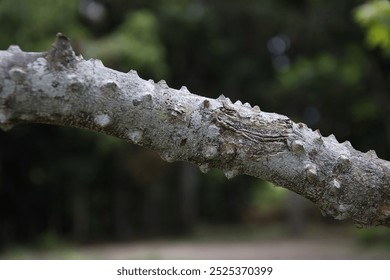 Detailed Close-Up of a Pau Brasil Tree Branch with Sharp Thorns: Botanical Texture - Powered by Shutterstock