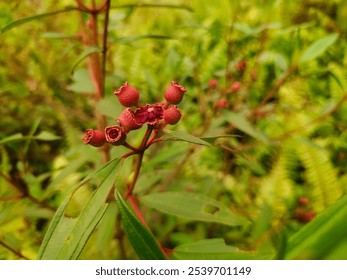 A detailed close-up photo of red berries on a stem surrounded by lush green foliage, capturing nature's vibrant colors and the tranquility of the forest environment. - Powered by Shutterstock