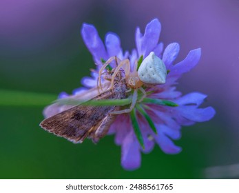 A detailed close-up photograph of a white spider and a moth on a purple flower. The macro shot captures the intricate details of the spider, the moth, and the vibrant petals,  - Powered by Shutterstock