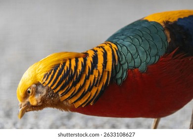 Detailed close-up profile of a male Golden Pheasant's head and neck, showcasing its striking golden-yellow layered crest and intricate black and orange ruff feathers.