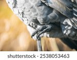 Detailed close-up of a sandhill crane’s (Antigone canadensis) foot against a blurred background.