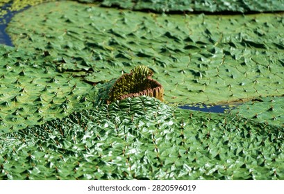 Detailed close-up of the sharp, spiky edges of a large Euryale leaf floating on water.