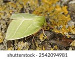 A detailed closeup shot of a green silver-lines moth on a lichen-covered wood