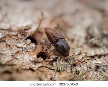 Detailed close-up of a single bark beetle on the bark of a spruce tree.