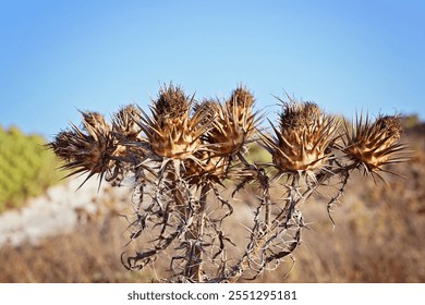 Detailed close-up of spiky dried thistles with intricate textures against clear blue sky - Powered by Shutterstock