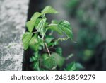 A detailed close-up of a stinging nettle plant, showcasing its textured leaves and tiny stinging hairs