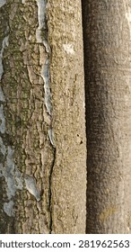 Detailed close-up of two tree trunks displaying contrasting natural bark textures.