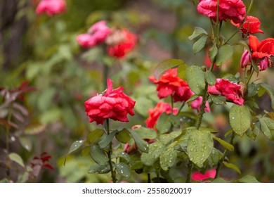 A detailed close-up of vibrant pink and red roses adorned with dewdrops, surrounded by lush green leaves. This serene garden setting showcases the delicate beauty and freshness of nature. - Powered by Shutterstock