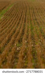 A detailed closeup view of multiple rows of vibrant plants flourishing and growing in a wideopen field area