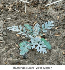 Detailed close-up of a young Dusty Miller (Jacobaea maritima) plant, showcasing its distinctive silvery-white, lobed leaves against a natural soil background, ideal for garden landscaping and ornament - Powered by Shutterstock