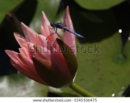 Detailed dragonfly on Lotus Flower 