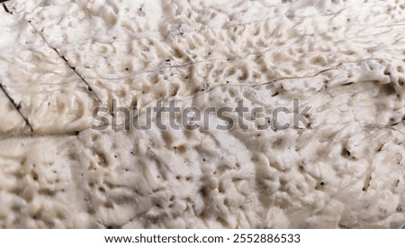 Detailed Exploration of Organic Patterns and Textures in Soft Hues