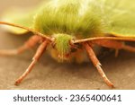 Detailed facial closeup of the colorful green silver lines moth, Pseudoips prasinana on a piece of wood