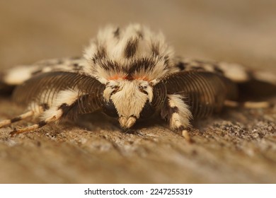 Detailed facial closeup on the black arches tussock moth, Lymantria monacha, sitting on wood - Shutterstock ID 2247255319