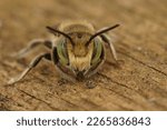 Detailed facial closeup on a green-eyed Mediterranean male leafcutter bee, Megachile species, sitting on wood