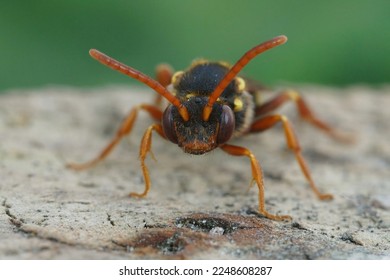 Detailed frontal closeup on a colorful red female orange-horned nomad bee, Nomada fulvicornis against a green background in the garden - Shutterstock ID 2248608287