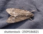 Detailed frontal closeup on the impressive Convolvulus Hawkmoth or Agrius convolvuli, sitting on a gray cloth. Macro the moth is leafy or Convolvulus Hawk moth Agrius convolvuli