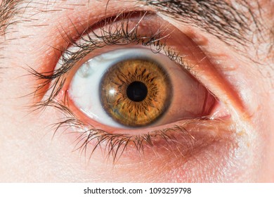 Detailed Hazel Eye