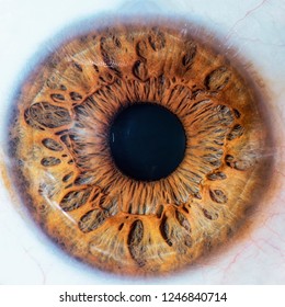 detailed hazel eye macro
