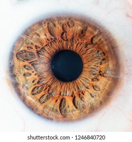 Detailed Hazel Eye Macro