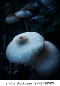 A detailed high-angle shot capturing two white wild mushroom caps stacked upon each other, revealing their intricate gill-like texture. Both caps have a prominent central brown umbo. They grow in a cluster on a dark forest floor, surrounded by dim, dark foliage and debris.