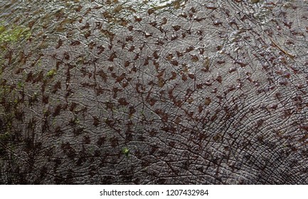 Detailed Hippopotamus Skin With Sweat Glands, Close Up 