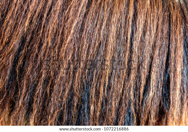 detailed horse hair horse mane texture stock photo edit now