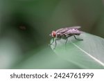 Detailed horsefly on a leaf in a garden with blur natural background macro