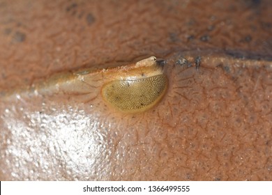 Detailed Horseshoe Crab Open Eye With Textured Shell  Background 