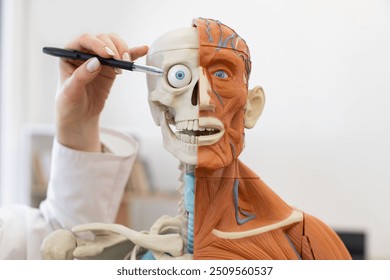 Detailed human anatomy model showing half skeleton and half muscle structure. Person pointing at eye with pen. Educational tool for biology, medical studies, and anatomy classes. - Powered by Shutterstock