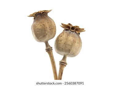 Detailed image of dried poppy seed pods showcasing natural textures and earthy tones. Perfect for botanical studies or decorative purposes with a minimalist aesthetic - Powered by Shutterstock