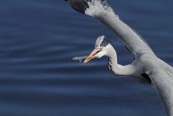 Detailed Image Of A Great Heron Flying Over River Douro With A Fish In His Beak