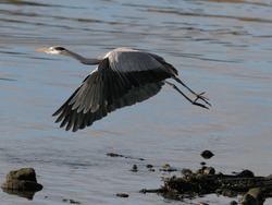 Detailed Image Of A Great Heron Flying Over River Douro 