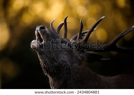 A detailed image of a large male red deer stag bellowing during the autumn rutting season with golden defocussed light behind him.
