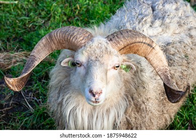 Ram curly horns Images, Stock Photos & Vectors | Shutterstock