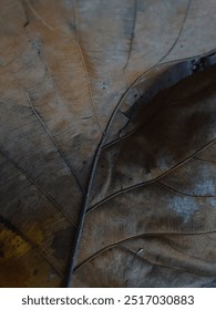 Detailed jati leaf texture pattern macro. Leaf macro photo. brown leaf closup shot. Leaf vein macro. dry leaves