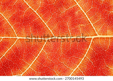 Detailed leaf structure background. High-resolution macro texture showing the detailed leaf veins and natural pattern of an autumn leaf in vibrant red and orange tones.