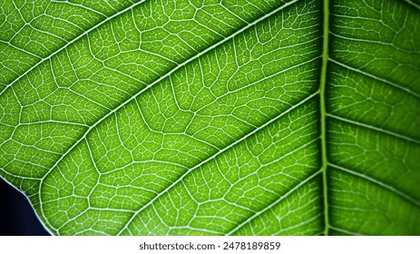 Detailed leaf texture pattern macro. Leaf macro photo. Green leaf closup shot. Leaf vein macro.