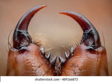 Detailed Macro Close Up View Of Spider Fangs