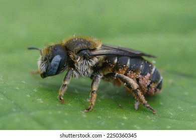 Detailed macro closeup of a blue-eyed female Spined Mason Bee, Osmia spinulosa, solitary bee on green leaf background - Shutterstock ID 2250360345