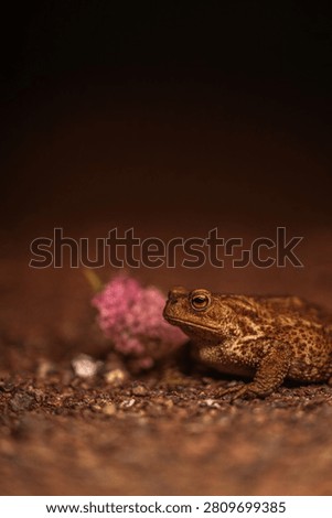 A detailed macro close-up of a brown toad sitting on a bed of coarse sand and small pebbles. The amphibian features highly textured, warty skin and a striking amber eye with a horizontal pupil. To the left, a small, out-of-focus pink flower adds a touch of color, while the background is a smooth, dark brown bokeh that isolates the subject.